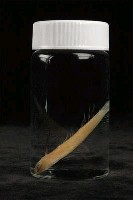 小骨鰧藏品圖，第3張